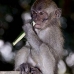 monkey_macaque_balinese_mf_ubud_v_0410_bal0411.jpg